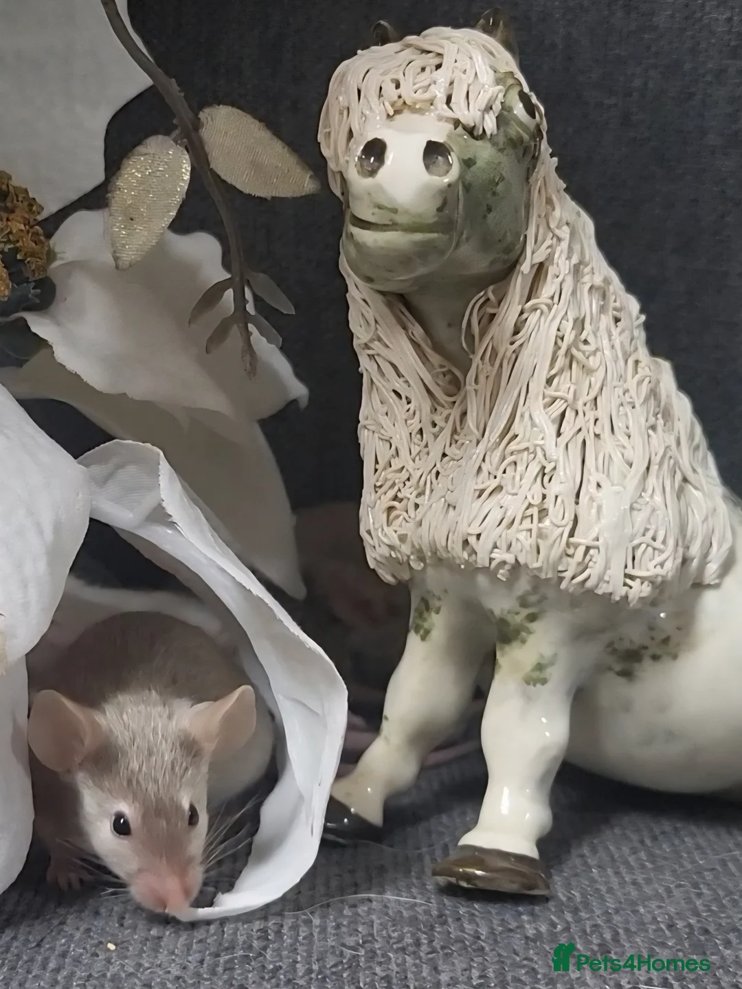 Mouse rodents for sale: Friendly fancy mice - Advert 3