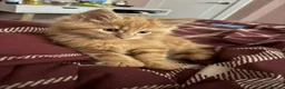 Mixed Breed cats for sale: 12 weeks old Two very fluffy cats for sale  in Rotherham - Advert 8