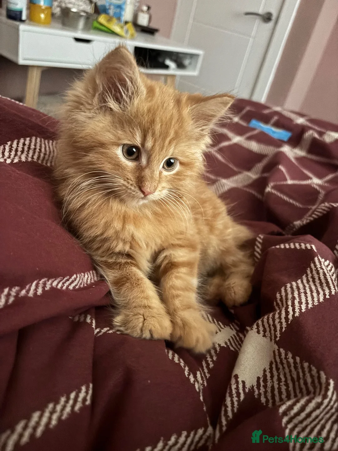 Mixed Breed cats for sale: 12 weeks old Two very fluffy cats for sale  in Rotherham - Advert 8