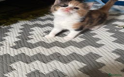Ragdoll cats for sale: Adorable Ragdoll/Turkish Angora Female Kitten - Image 2