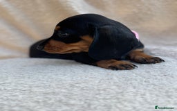Miniature Dachshund dogs for sale: KC REGISTERED MINIATURE DACHSHUND BLACK AND TAN - Image 13