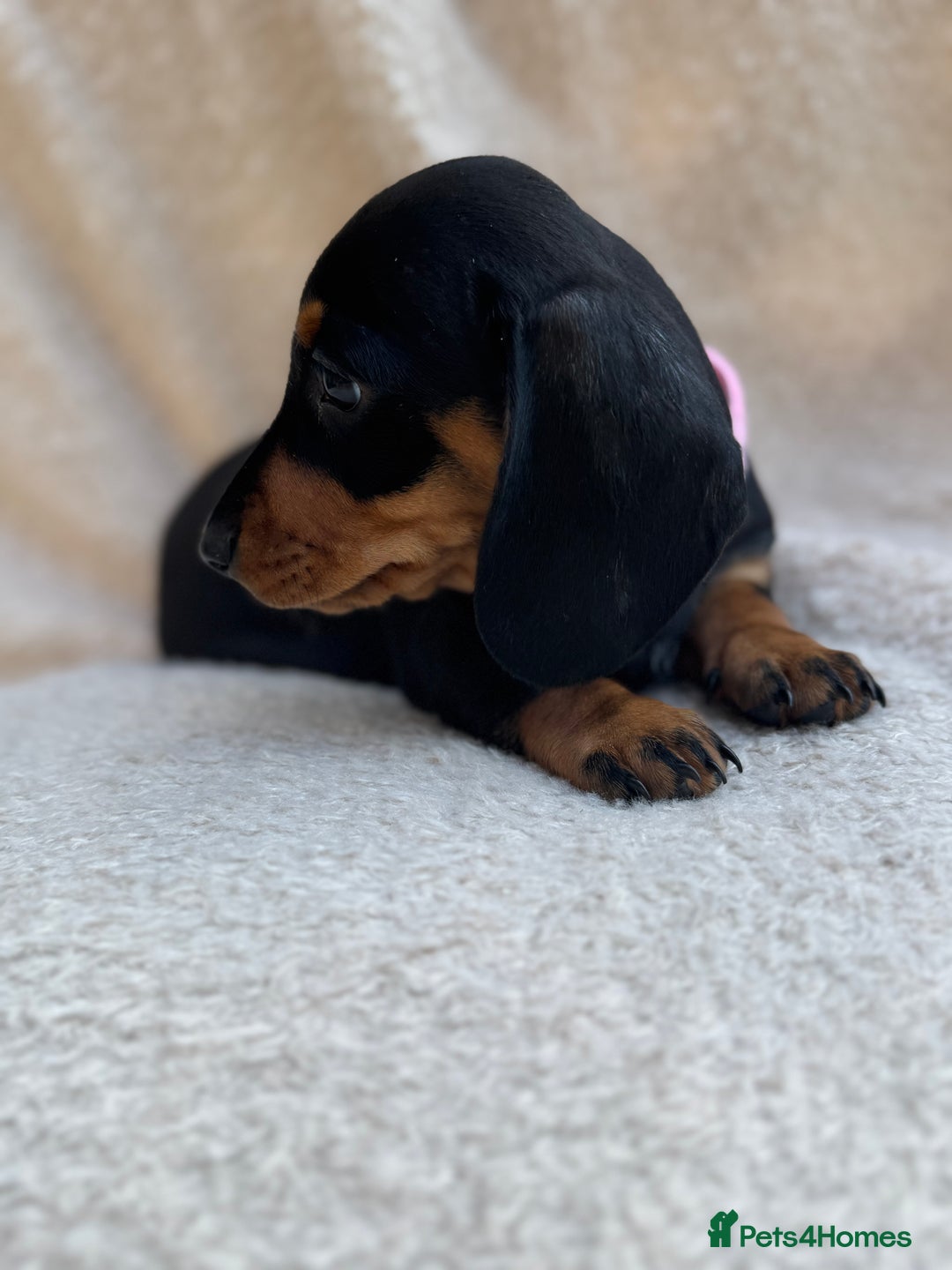 Miniature Dachshund dogs for sale: KC REGISTERED MINIATURE DACHSHUND BLACK AND TAN - Image 13