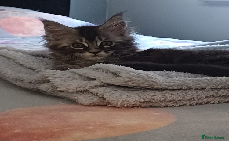 Maine Coon cats - Advert 12