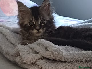 Maine Coon cats - Advert 11