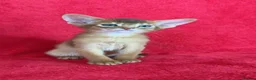 Abyssinian cats for sale: Beautiful GCCF Registered Abyssinian Kittens 💙❤️ - Advert 11