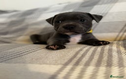 Staffordshire Bull Terrier dogs for sale: Staffordshire bull terrier pups - Image 5