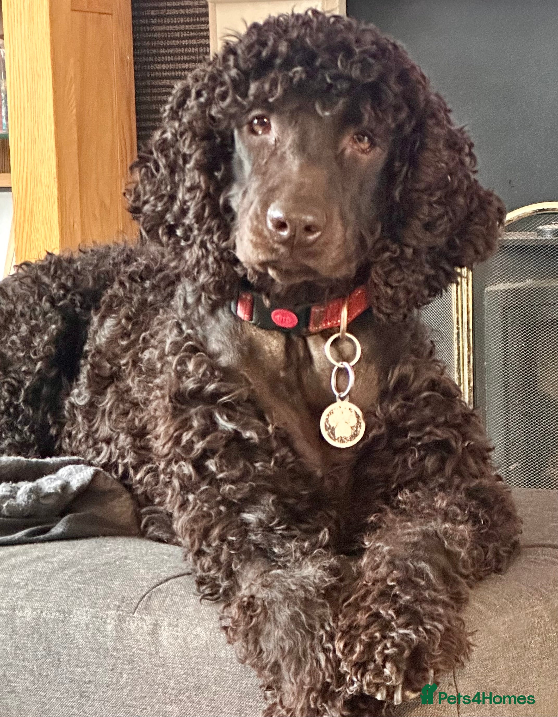 Irish Water Spaniel dogs Litter planned for August. Reserve list Open - Advert 1