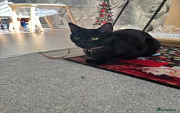 Siamese cats for sale: 1 year old Cat - Advert 1