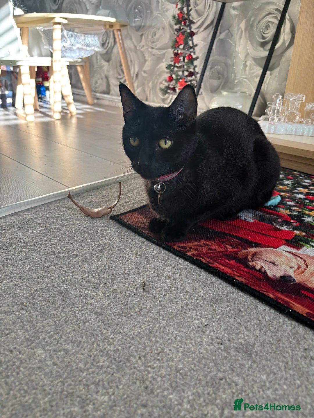 Siamese cats for sale: 1 year old Cat - Advert 1