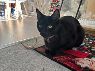 Siamese cats 1 year old Cat - Advert 17