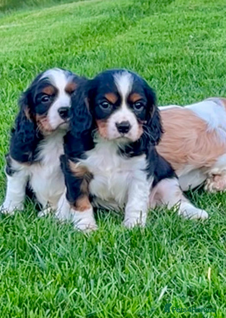 Cavalier King Charles Spaniel dogs Beautiful King Charles Cavalier puppies - Advert 6