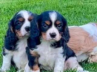 Cavalier King Charles Spaniel dogs Beautiful King Charles Cavalier puppies - Advert 6