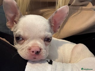 French Bulldog dogs - Advert 13