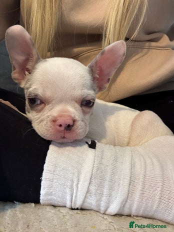 French Bulldog dogs - Advert 11