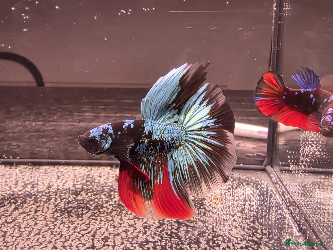 Bettas fish for sale: Bettas / tropical fish  in Altrincham - Advert 2