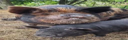 Pig livestock for sale: READY NOW kune kune black piglets lincolnshire - Advert 5