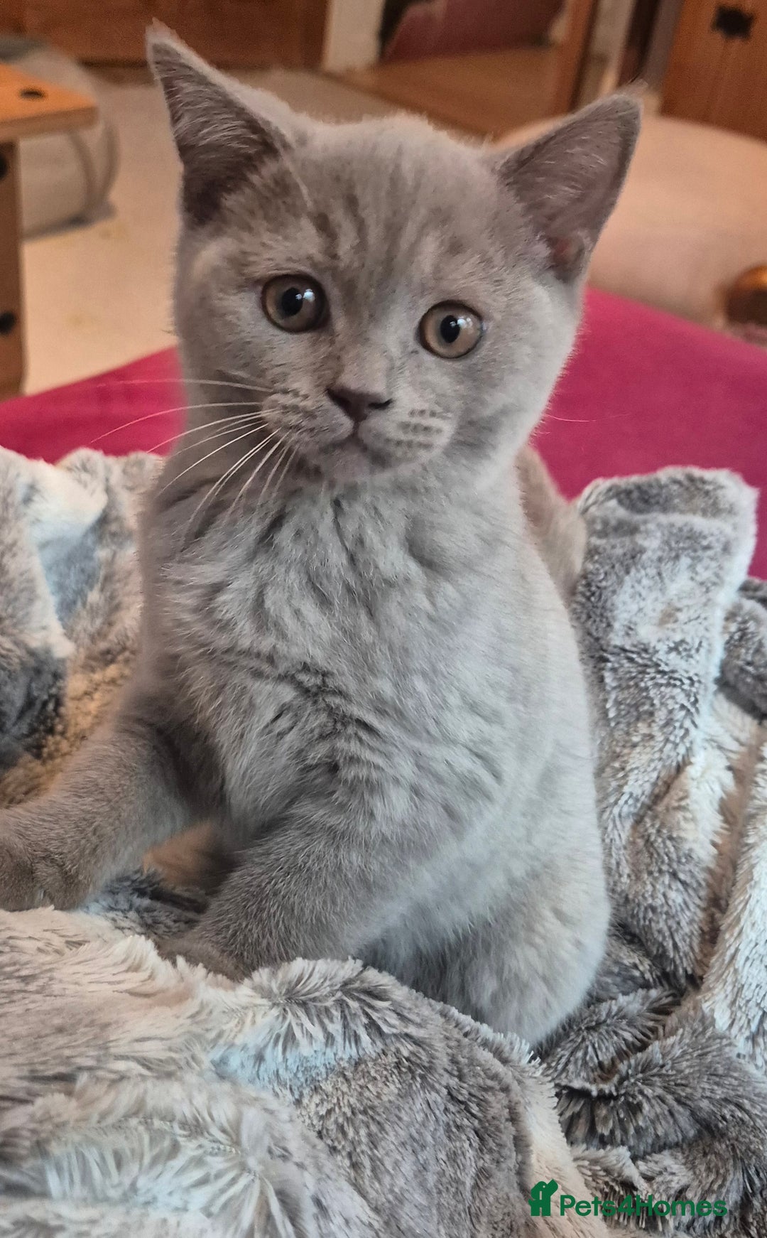 British Shorthair cats for sale: Scottish straight/ last two - Image 1