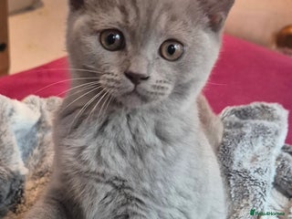 British Shorthair cats - Advert 1