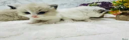 Ragdoll cats for sale:  Tica registered full pedigree ragdolls - Advert 6