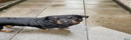 Rottweiler dogs for sale: Rottweiler pups - Advert 4