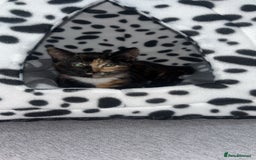 British Shorthair cats for sale: My female tortoise shell kitten  - Image 1