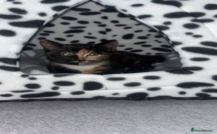 British Shorthair cats - Advert 6