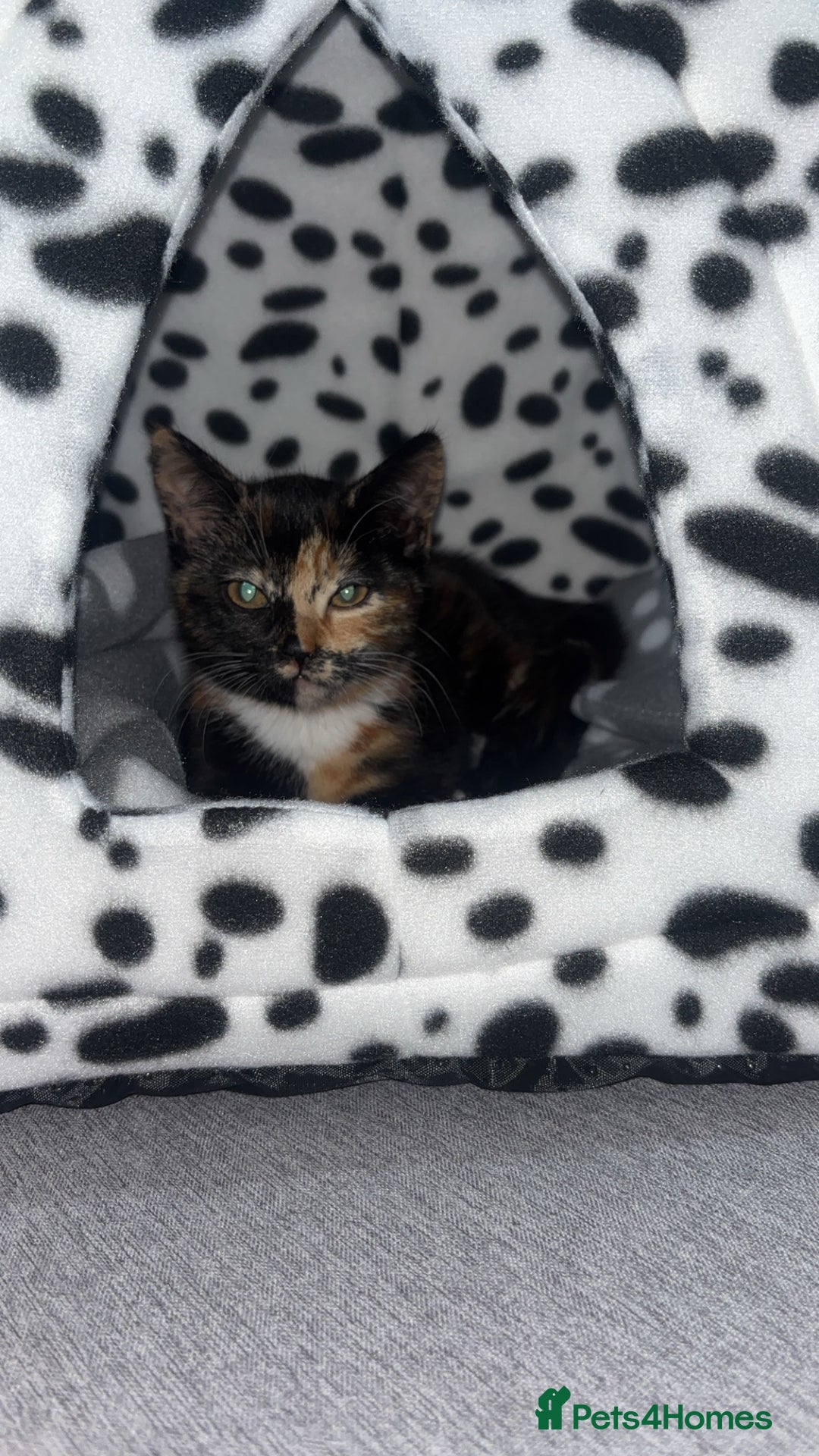 British Shorthair cats for sale: My female tortoise shell kitten  - Image 1