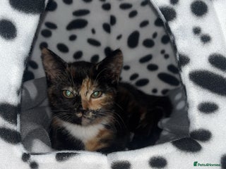 British Shorthair cats - Advert 28