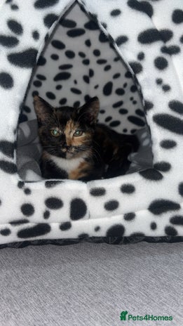 British Shorthair cats - Advert 11