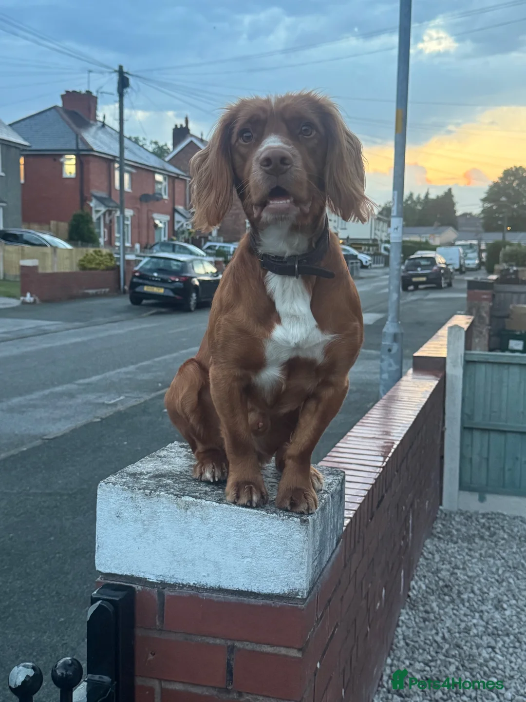 Cocker Spaniel dogs for stud: Cocker spaniel for stud  - Advert 1