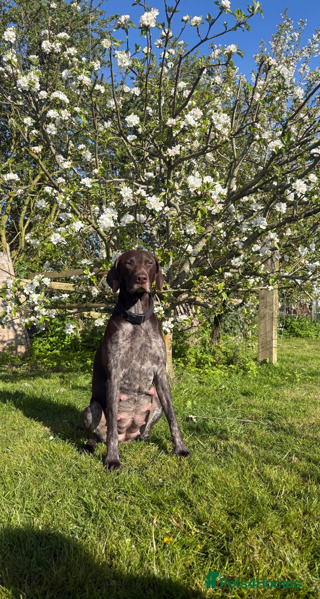 German Shorthaired Pointer dogs German shorthaired pointer  - Advert 1