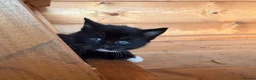 Mixed Breed cats for sale: 3 kittens for sale  - Advert 9