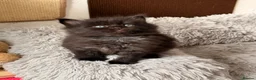 Maine Coon cats for sale: 🐈‍⬛ Maine Coon Kittens 3 Girls and 2 Boys 🐈‍⬛ - Advert 11