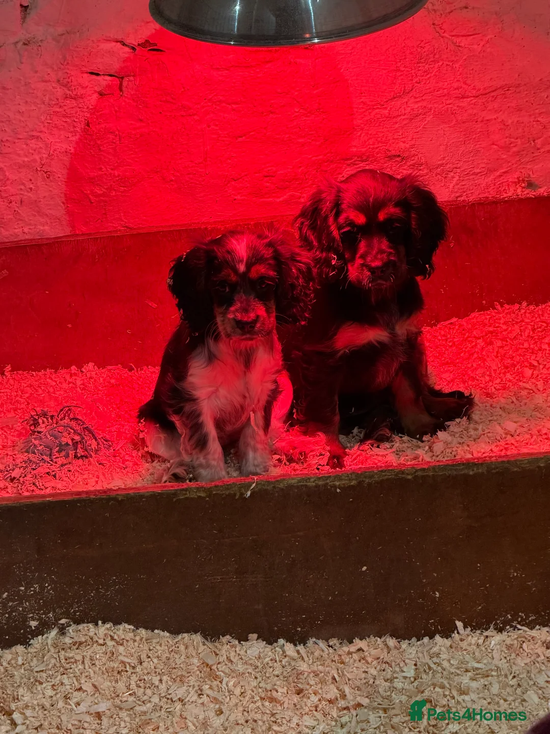 Cocker Spaniel dogs for sale: Stunning ideal family pups  - Advert 21