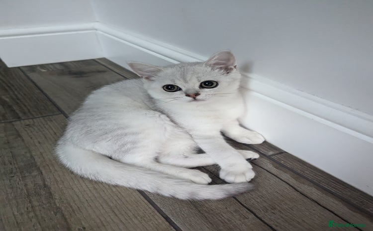 British Shorthair cats - Advert 5