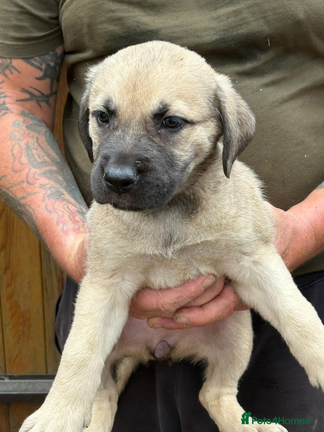 Mastiff dogs for sale: Serbian defense dogs  - Image 4