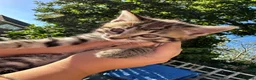 Domestic Shorthair cats for sale: 🐾 Adorable Kittens – 1Black Male & 3Tabby Females in Waltham Abbey - Advert 12