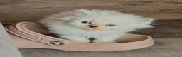 Mixed Breed cats for sale: Persian x blh  - Advert 5