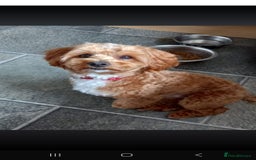 Maltipoo dogs for sale: Minnies maltipoos  - Image 2