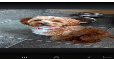 Maltipoo dogs - Advert 15