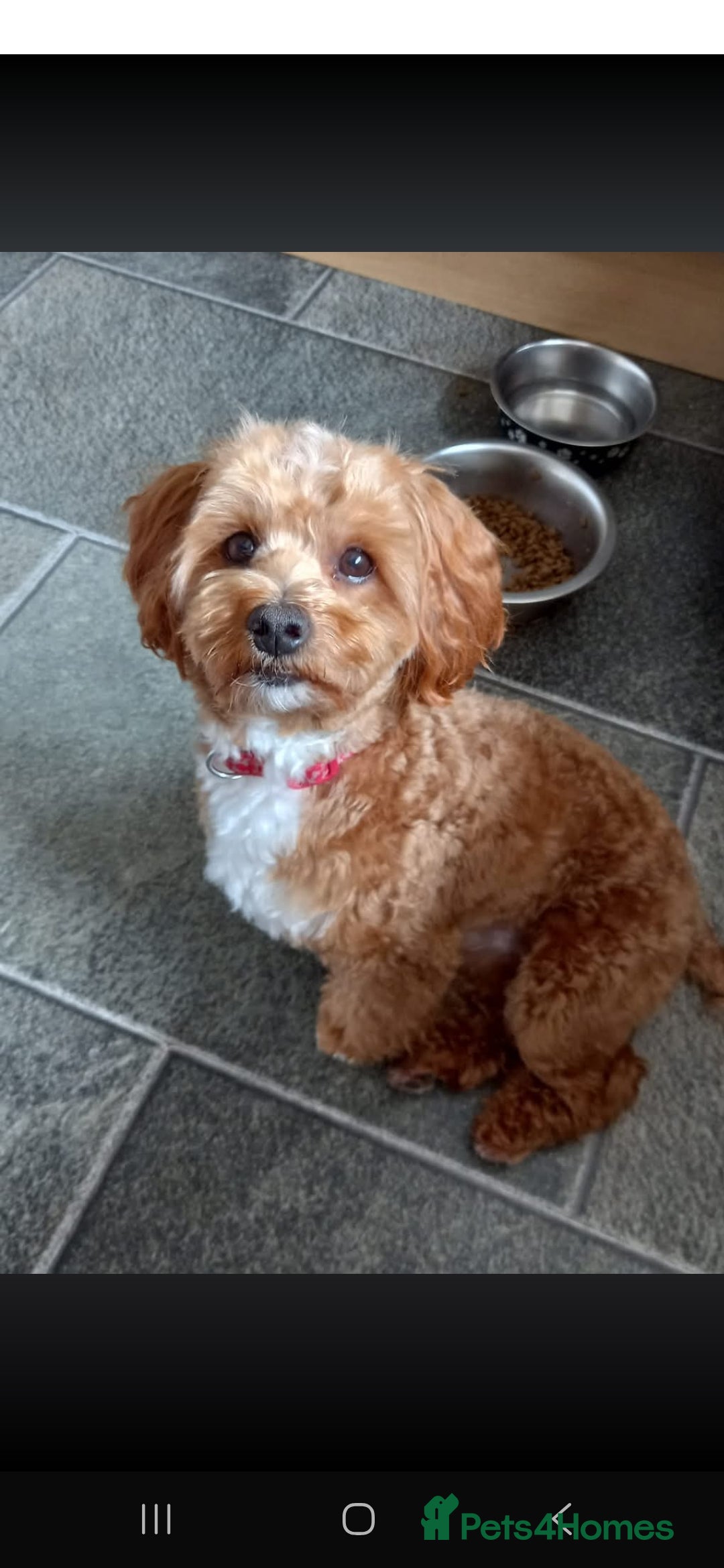Maltipoo dogs for sale: Minnies maltipoos  - Image 2
