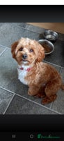 Maltipoo dogs - Advert 14