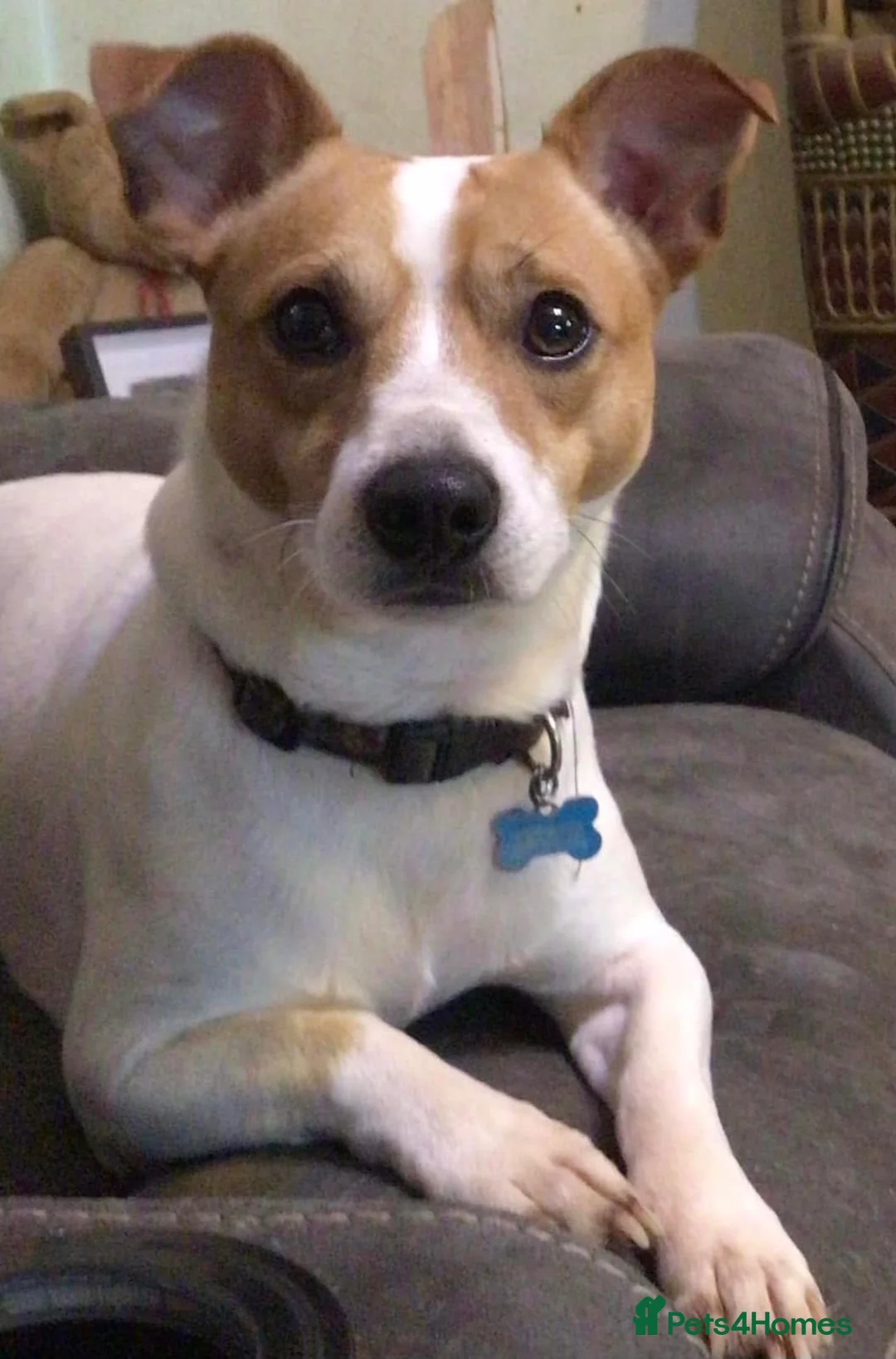 Jack Russell dogs for sale: Traditional Tiny Jack Russell, - Advert 2