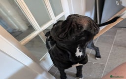 Boxer dogs for sale: Sealed Bridle Boxer Puppy - Image 3