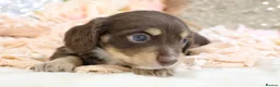 Miniature Dachshund dogs for sale: KC Longhair Miniature Dachshund Puppies - Advert 24