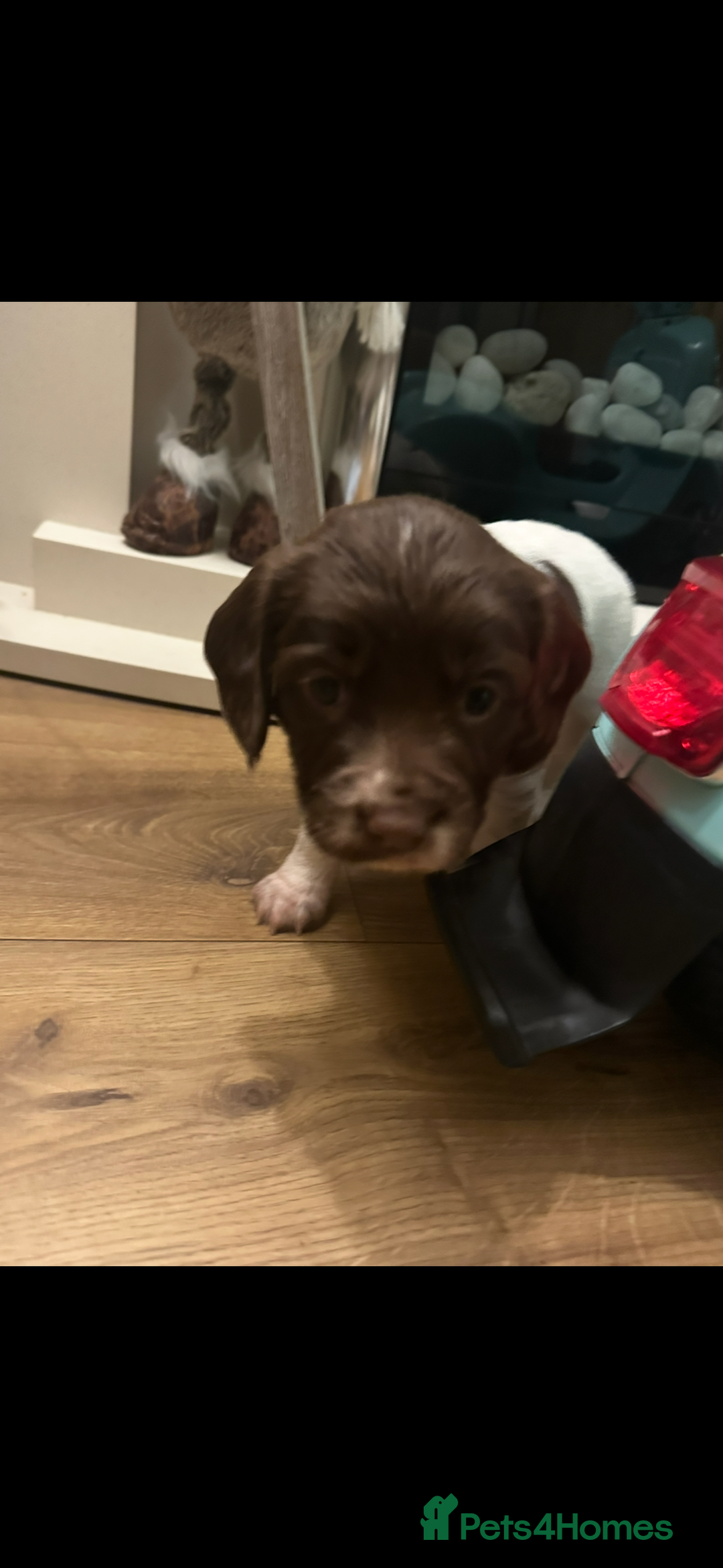 English Springer Spaniel dogs for sale: Springer spaniel puppies  - Advert 8