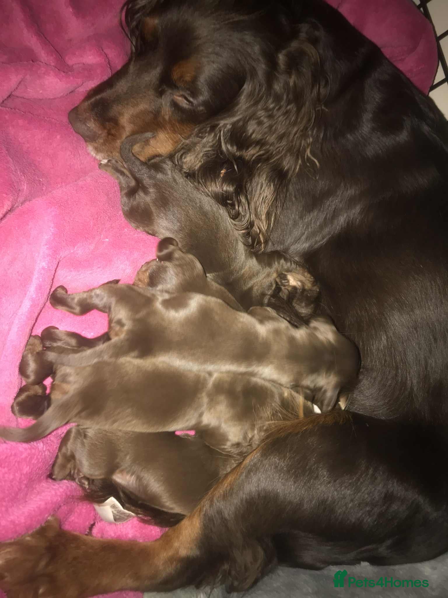 Cocker Spaniel dogs Tri chocolate  colour cocker spaniel puppies  - Advert 1