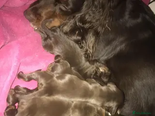 Cocker Spaniel dogs Tri chocolate colour cocker spaniel puppies - Advert 4