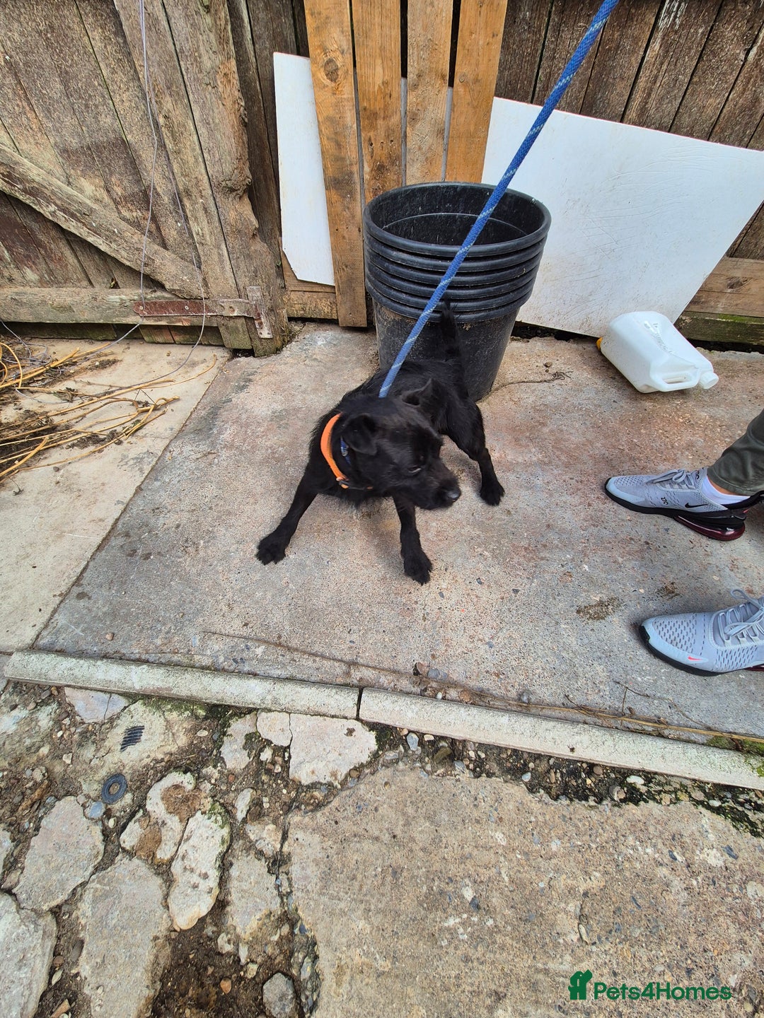 Patterdale Terrier dogs for sale: Patterdale terrier  - Image 2