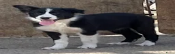 Border Collie dogs for sale: 6 adorable border collie pups in Bala - Advert 7